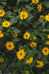 yellow flowers in the garden