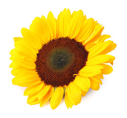 Canvas Print - One beautiful sunflower with bright petals isolated on white