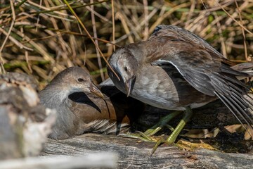 Wall Mural - Close-up of young birds on a sunny day