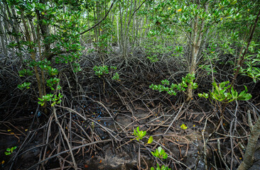 Wall Mural - dense mangrove roots in coastal wetland. essential ecosystem purifying water and nurturing wildlife 