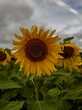 © Wirestock - Closeup vertical of vibrant sunflower in full bloom in a beautiful field, against cloudy sky