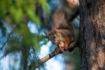 red squirrel in summer on a tree in its natural habitat