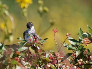 Wall Mural - Close-up shot of an Eastern Kingbird perched on a branch with colorful foliage in the background