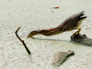 Wall Mural - Green Heron stretching its neck to reach a twig in a swampy area.