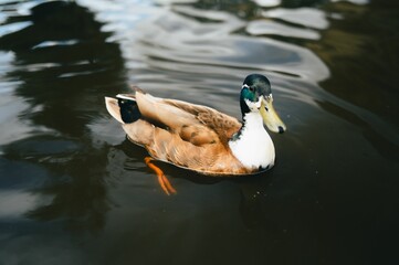 Wall Mural - Duck swimming in a calm pond