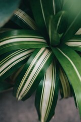 Close-up of green and white striped plant leaf