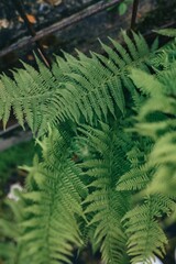 Wall Mural - Close-up of vibrant green fern leaves