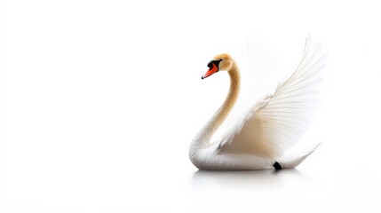 Elegant white swan gracefully floating on calm water with wings spread against a bright white background. Perfect image for nature and wildlife themes.