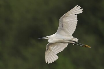 Wall Mural - White heron in flight