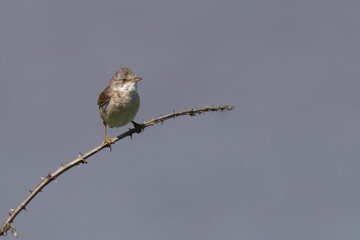 Wall Mural - Bird perched on a thorny branch against blue sky.