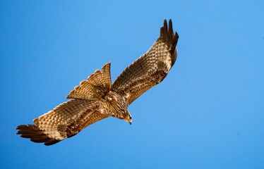 Wall Mural - Majestic Hawk in Flight: A Stunning Display of Artistic Patterns Against a Blue Sky