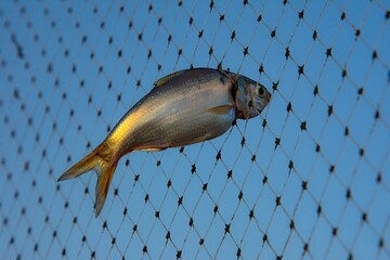 Single Fish with Golden Tail Trapped in Fishing Net