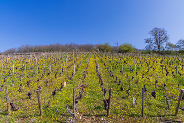 Canvas Print - Early spring vineyards near Aloxe-Corton, Burgundy, France