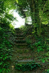 Wall Mural - Stone steps in a lush forest