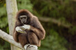 © Elena - lar gibbon white-handed gibbon, an endangered primate in the gibbon family