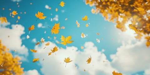 Wall Mural - falling autumn maple leaves leaf sky outdoors.
