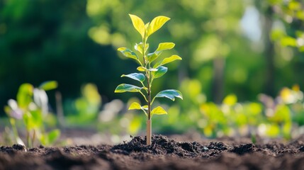 Poster - Close-up of a young tree with a small stake for support, being planted in a garden, highlighting the planting process and early care for the sapling.