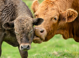 Wall Mural - a limousin mother cow gently licks her young brown calf in a lush green field in summertime. concept