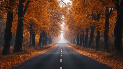 A straight road lined with autumn trees, their orange and yellow leaves creating a vibrant tunnel.