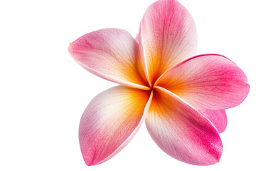 Close-up of vibrant pink and white plumeria flower isolated on a transparent background, showcasing the details of the petals.