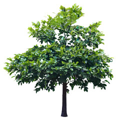 Wall Mural - tree on transparent background, realistic tree with green leaf stand alone isolate and beautiful lig
