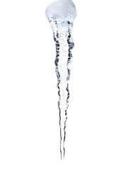 Poster - Closeup of a single icicle hanging in a frosty cold atmosphere  The ice crystal formation displays a minimalist abstract and elegant design with a sharp pointed tip and a translucent