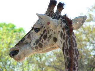 close up of giraffe head