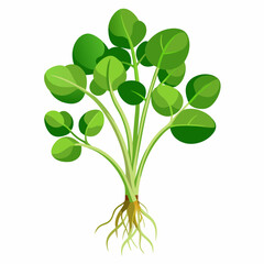 Wall Mural - watercress