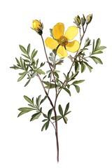 Wall Mural - Drawing of a yellow flower and wild herb composed on a twig with leaves and flowers. Botanical illustration composition made from watercolors.