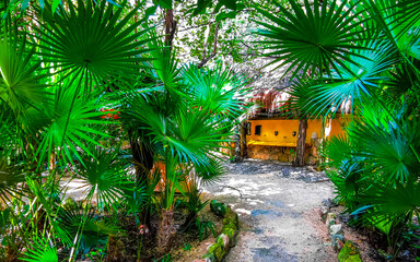 Wall Mural - Natural tropical way walking path jungle nature palm trees Mexico.