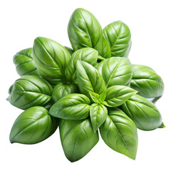 Basil leaves isolated on a transparent background