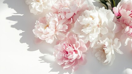 Poster - Soft pink and white peonies are arranged beautifully against a light background, showcasing their delicate petals and natural beauty in afternoon light