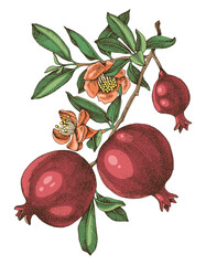 Canvas Print - Pomegranate branch hand drawn vector illustration