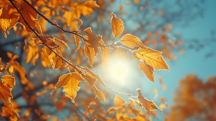 Wall Mural - a tree branch with yellow leaves and the sun shining through the leaves