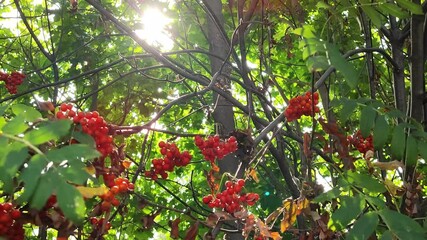 Wall Mural - ripe red rowan berries sway in the wind