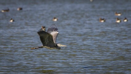 Wall Mural - Gray heron flying low over water surface searching for food