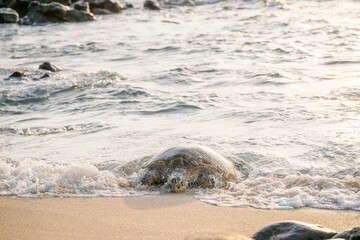 Canvas Print - Sea turtle emerging onto a sandy beach.