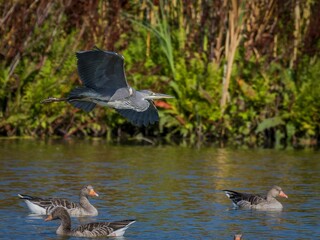 Wall Mural - Gray heron flying low over water surface searching for food