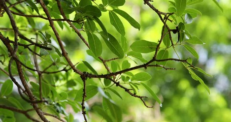 Wall Mural - Closeup of small tree branches with fresh green leaves in the morning, against bokeh background