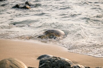 Poster - Sea turtle emerging from the ocean onto a sandy beach.