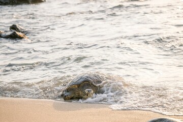 Wall Mural - Sea turtle emerging onto a sandy beach