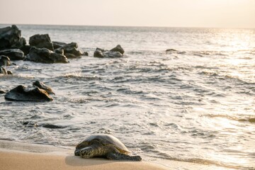 Wall Mural - Sea turtle resting on a sandy beach with rocks and the ocean in the background. Maui, Hawaii