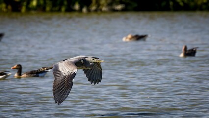 Wall Mural - Gray heron flying low over water surface searching for food