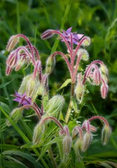 Wall Mural - Close-up of Borage flowers in a lush green garden.