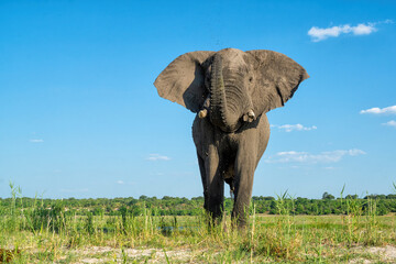 Sticker - Close encounter with a bull elephant from a boat. African elephant searching for food and water at the Chobe River between Botswana and Namibia in the green season.