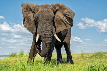 Sticker - Close encounter with a bull elephant from a boat. African elephant searching for food and water at the Chobe River between Botswana and Namibia in the green season.