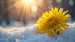 © Vinn H - A yellow dandelion flower growing through the snow. The concept of hope and motivation.