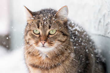 snow covered big cat with green eyes outside in winter