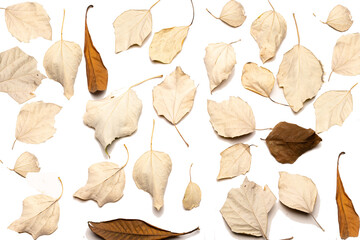 A white background with lemons leaves and citrus fruits, isolated from the background and with copy space