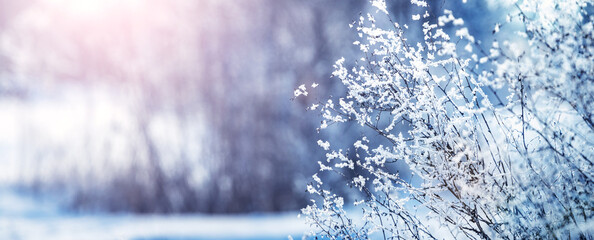 a magical corner of the forest with frost-covered and snow-covered trees in the morning in sunny weather